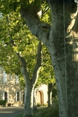arbres.jpg
