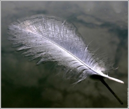 galerie-membre,plume,plume-cygne-02.jpg