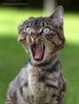 medium_chat-peur-humour-animal.jpg
