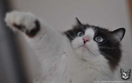 kitler6036.jpg