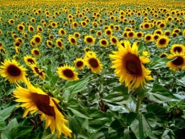 champ-de-tournesols.jpg