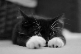 tumblr_lbl3bs98T71qc1tbuo1_500.jpg
