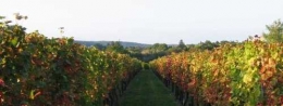 Pinot-Noir-3.JPG