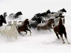 chevaux-dans-neige.jpg
