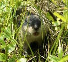 657px-Lemming.jpg