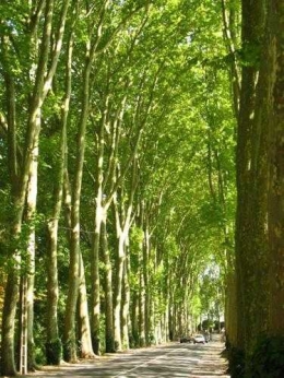 PLATANE-cathedrale-vegetale.jpg