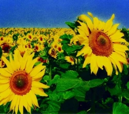 tournesols.jpg