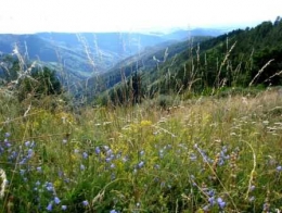 printemps-en-cevennes_m.jpg
