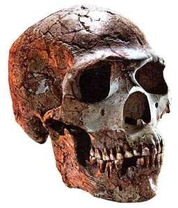 neanderthal 2.jpg