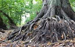 old-tree-3723105_640.jpg