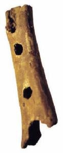 neanderthal 3.jpg
