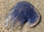 meduses le havre juin 2010 3.JPG