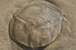 meduse.JPG