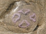 meduses le havre juin 2010.JPG