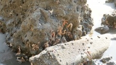centaines d'etoiles de mer.JPG