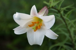 fleur.JPG