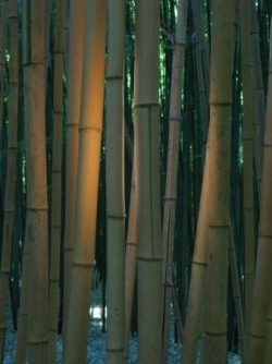 Anduze - La bambouseraie