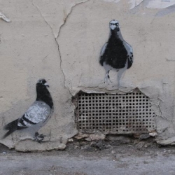 les pigeons