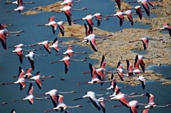 FLAMANT ROSE VOL.jpg