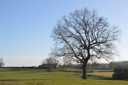 MOLINET 1 LE CHÊNE.JPG