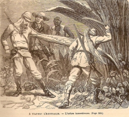 ARBRE INSECTIVORE 16 6 78.jpg