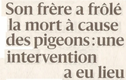 PQR 2025 11 12 PIGEONS .jpg