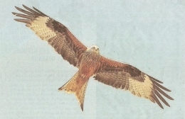 MILAN ROYAL 2023 05 17 PH. JSL NOEL REYNOLDS.jpg