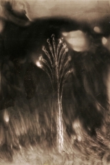 TONDEUR 12 ESPECE INCONNUE.jpg