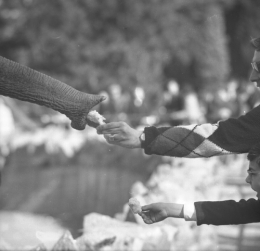 ELEPHANT 1965 05 GV.jpg