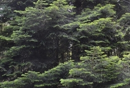 3 LE PRINTEMPS DES ARBRES.JPG