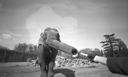 photographie,georges vermard,parc de la tête d'or,lyon,éléphant
