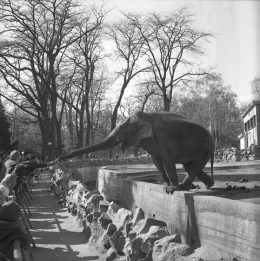 photographie,georges vermard,parc de la tête d'or,lyon,éléphant