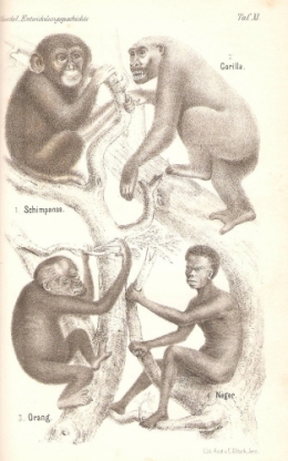 ANTHROPOGENIE 1 1874.jpg