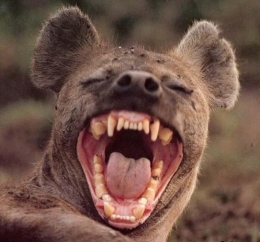 RIONS MES FRERES.jpg