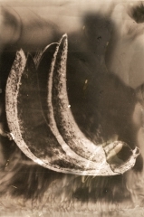 TONDEUR 14 DOLICHOS.jpg