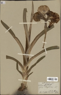 OL RICOMINI IRIS SUSIANA.jpeg