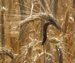 ERGOT DE SEIGLE.jpg
