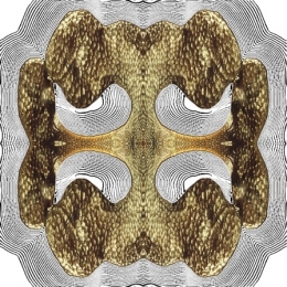 CLADONOTA COURBES.jpg