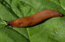 HOLLANDE LIMACE 2.jpg