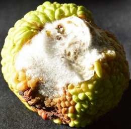 photographie,poésie,françois villon,ballade des pendus