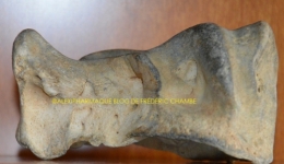 photographie,fossile