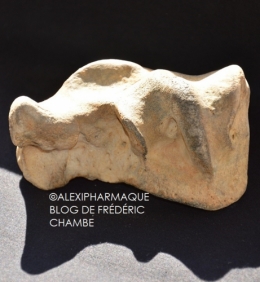 photographie,fossile