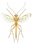 1 NETELIA TESTACEA.jpg