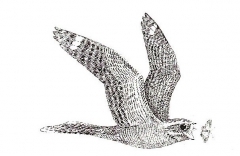 photographie,lyon,martinet noir,revue la hulotte,pierre déom,boult-aux-bois