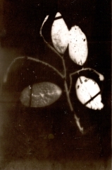 TONDEUR 7 MONADELPHIA.jpg