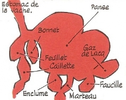 VACHE 1.jpg