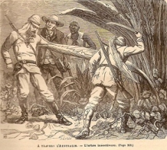 ARBRE INSECTIVORE 16 6 78.jpg