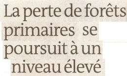 PERTE 2024 04 05 FORÊTS .jpg