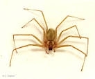 RECLUSE LOXOSCELES RUFESCENS.jpg