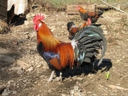 Coq-gaulois-dore.jpg